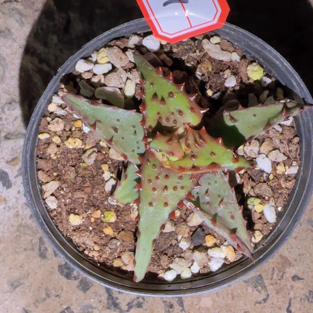 ┦****y块根植物块根植物