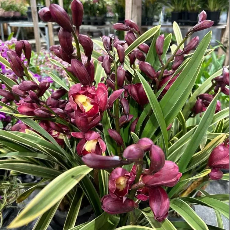 【大花蕙兰】精品金边大红袍花蕙兰桌面兰年宵花卉带花剑花苞