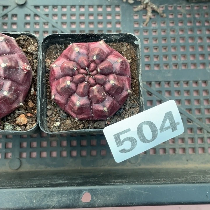 杨***?504紫色梦想仙人球