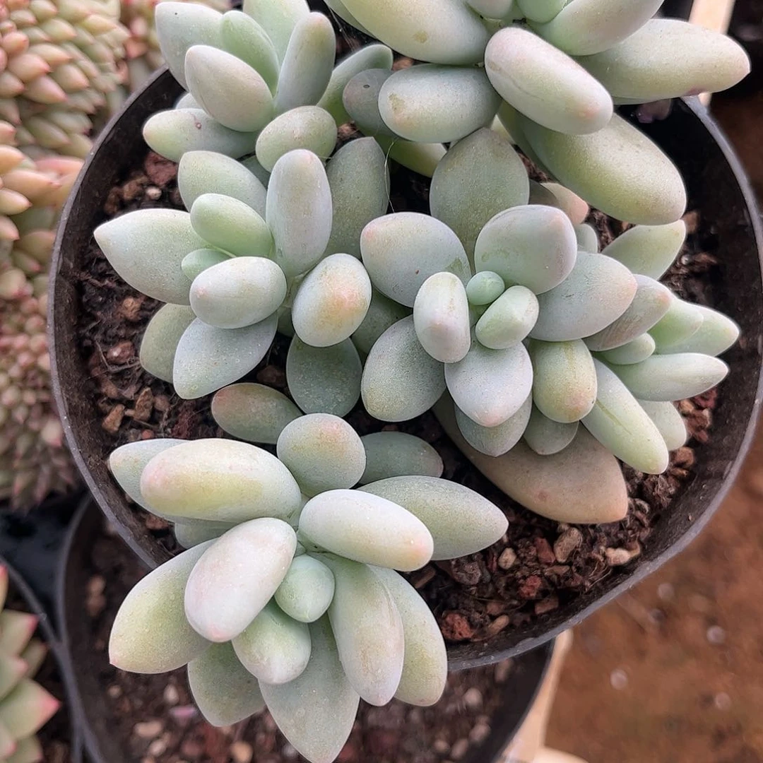 寄养链接发货链接的