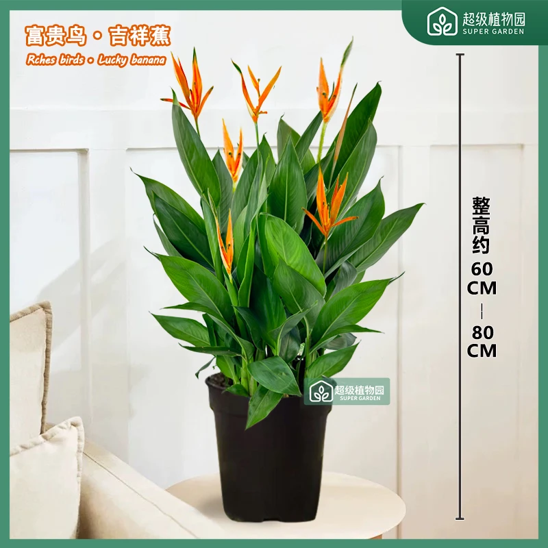 【60-80高带花苞发货】富贵鸟绿植盆栽室内花卉客厅办公室四季开花