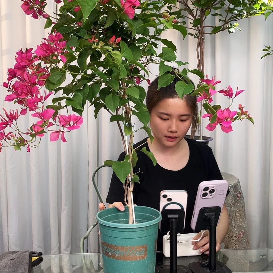 当前无花栽培后可以开花甜心带竹一颗