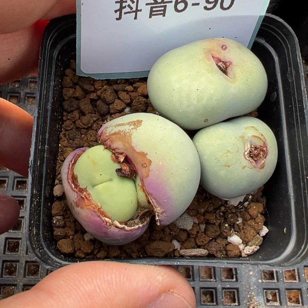 人**缘6-90肉锥多肉植物