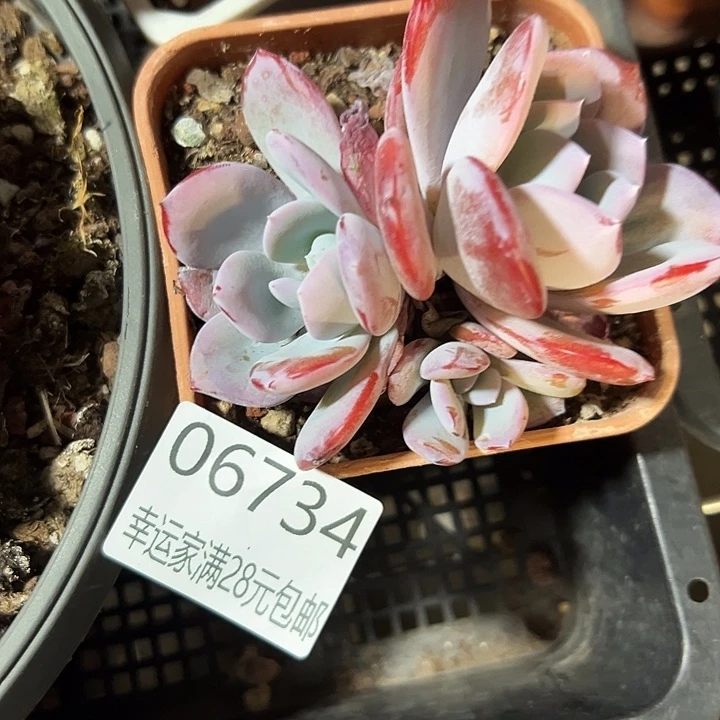 幸运的是我还没遇到过