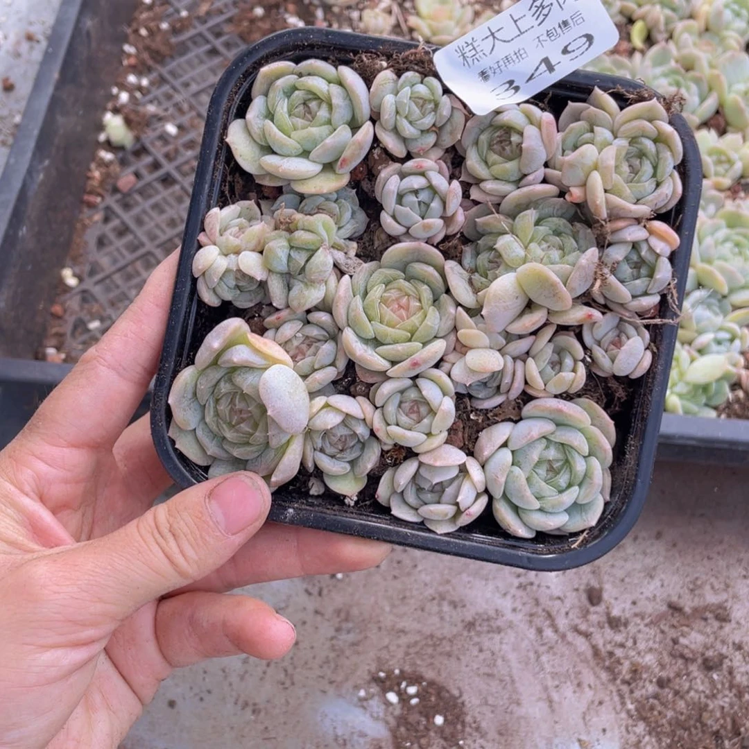 糕大上多肉植物349