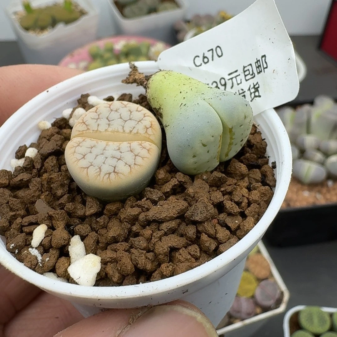 °***670多肉哈哈哈哈哈哈