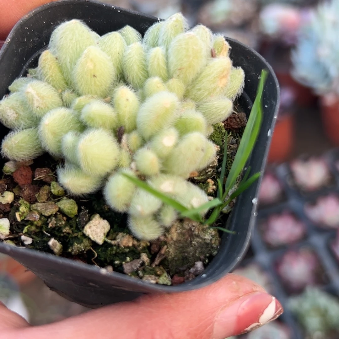 多肉植物信东尼群