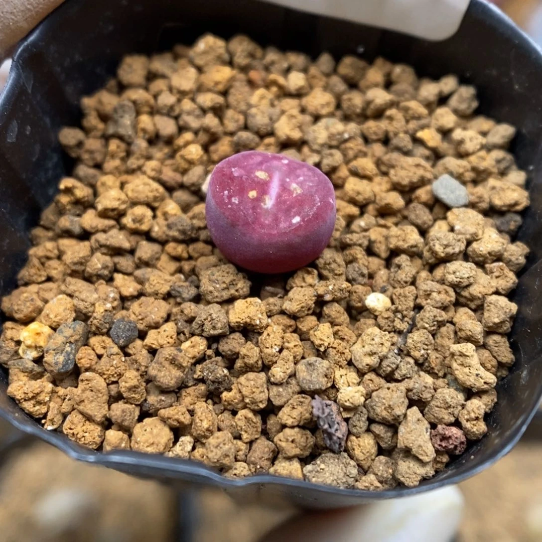 多肉植物肉锥杂交K-3593（0.9）甜甜圈杂 微瑕