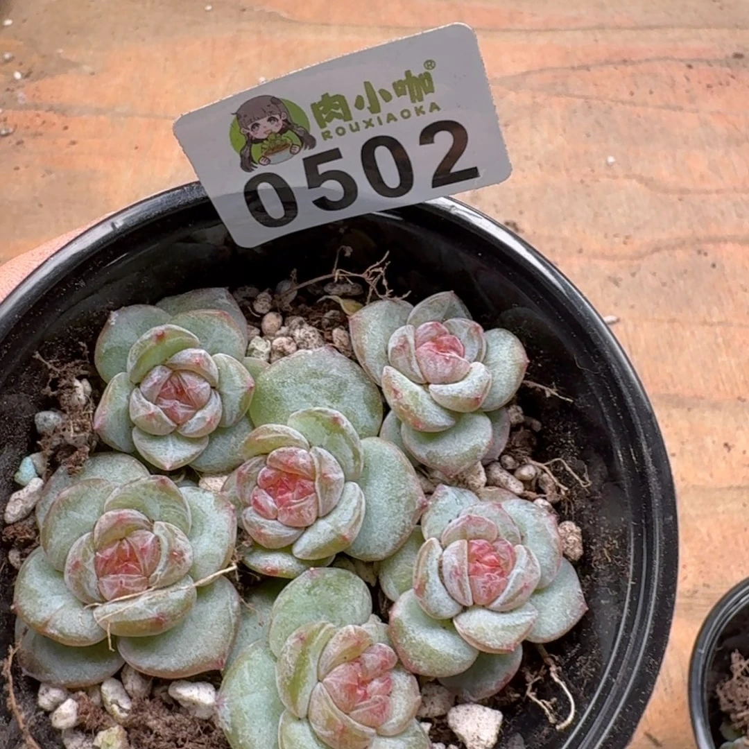 薄***糖多肉植物多肉植物