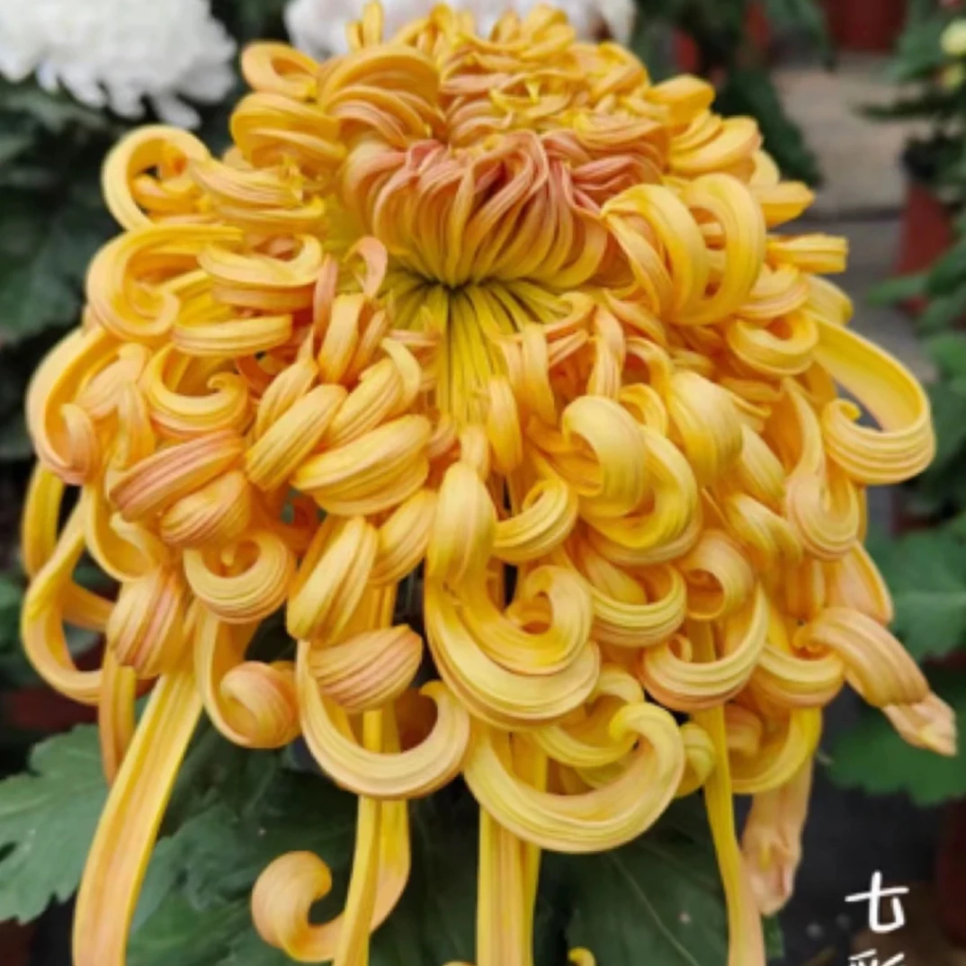 （七彩北汤）九月菊大花型