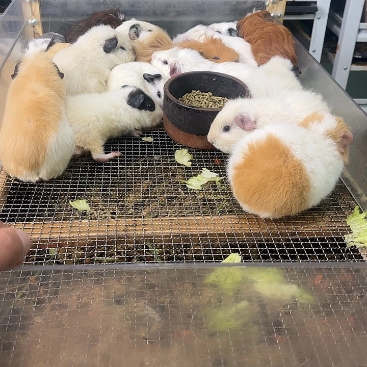豚鼠开脸美泰弟弟可爱
