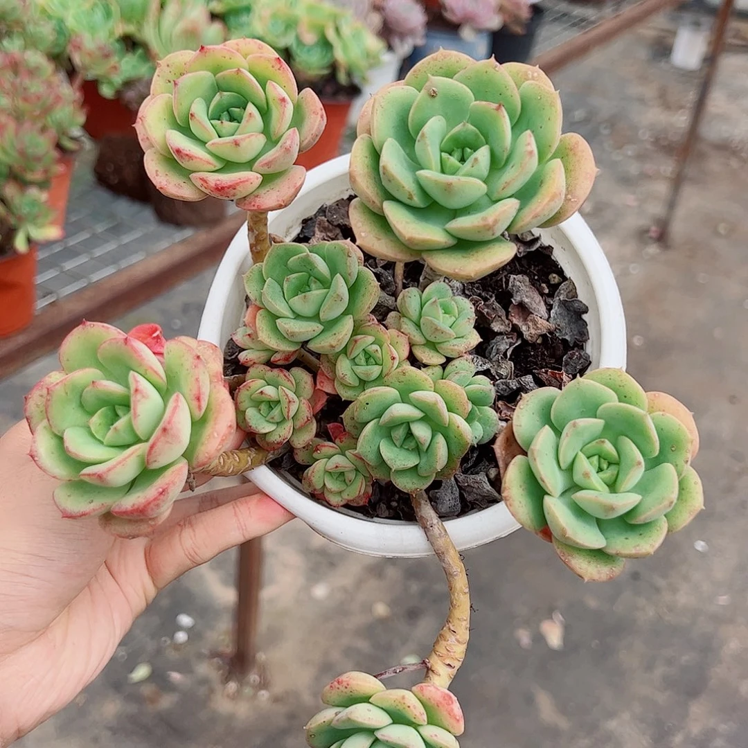 呢可沙拉玫瑰多头群生老桩