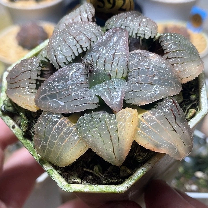 王***物592天空之镜锦母本级别