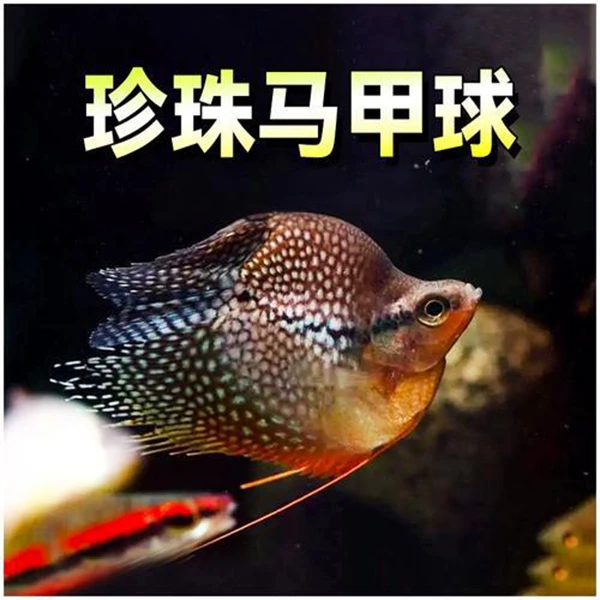 珍珠马甲球热带淡水丝足鱼观赏鱼活体好养球形鱼混养鱼