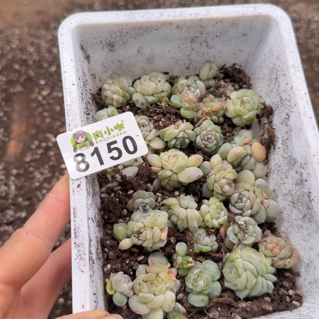 商***馆多肉植物多肉植物
