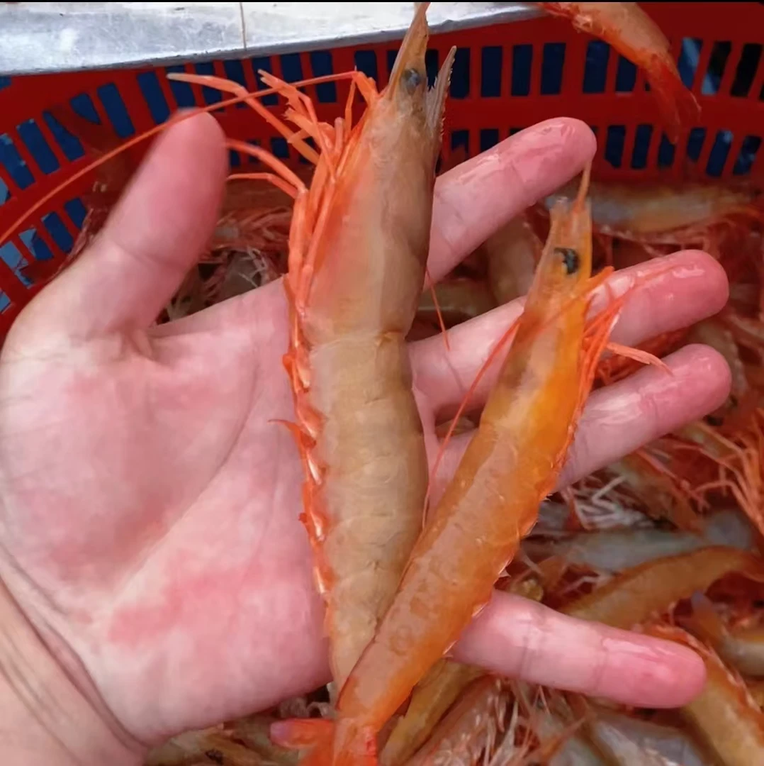 特大野生麻虾沙卢虾【部分带膏】天然新鲜美味液氮活冻顺丰发货-琪9