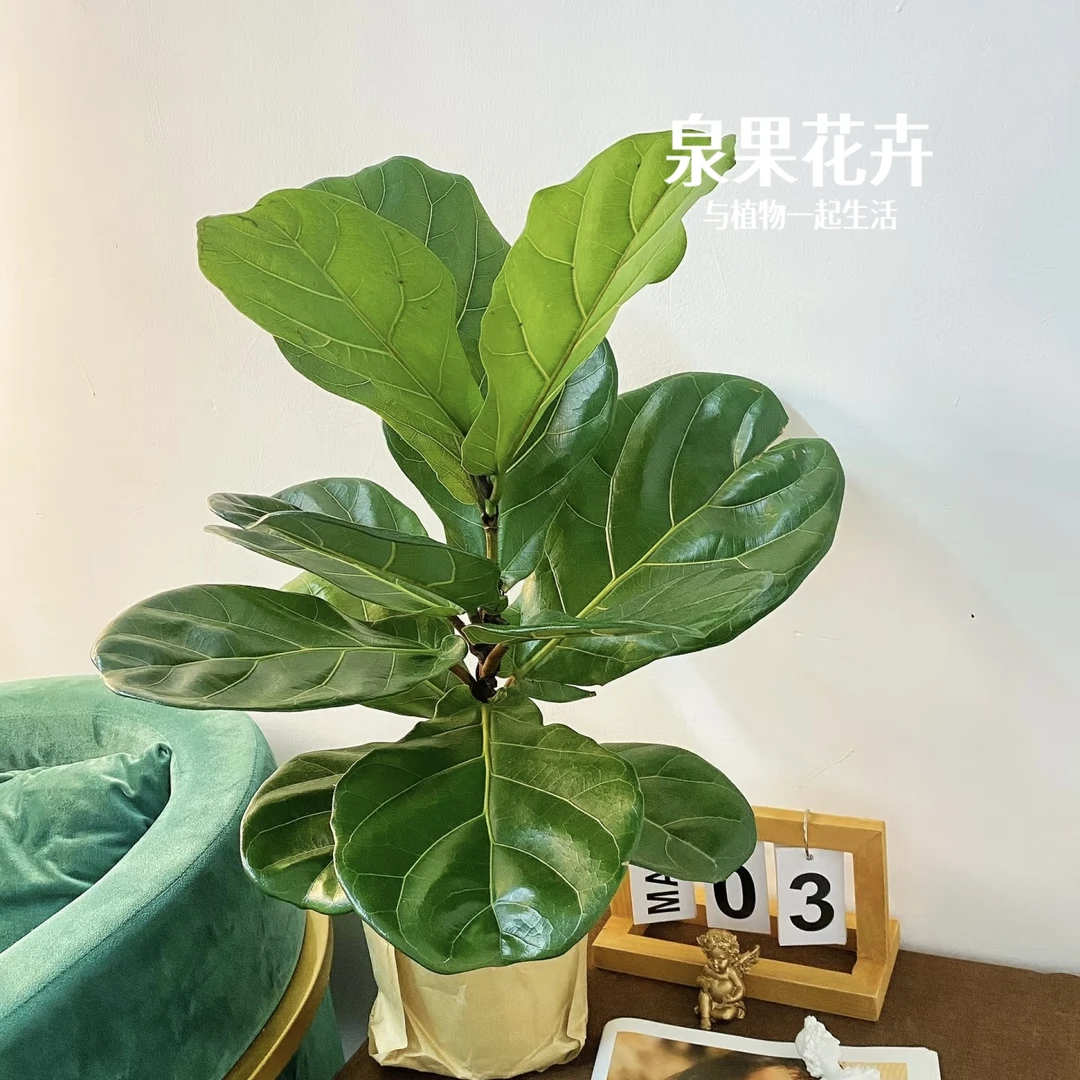 泉果优植|琴叶榕盆栽室内耐阴好养大叶老桩落地客厅高级感绿植