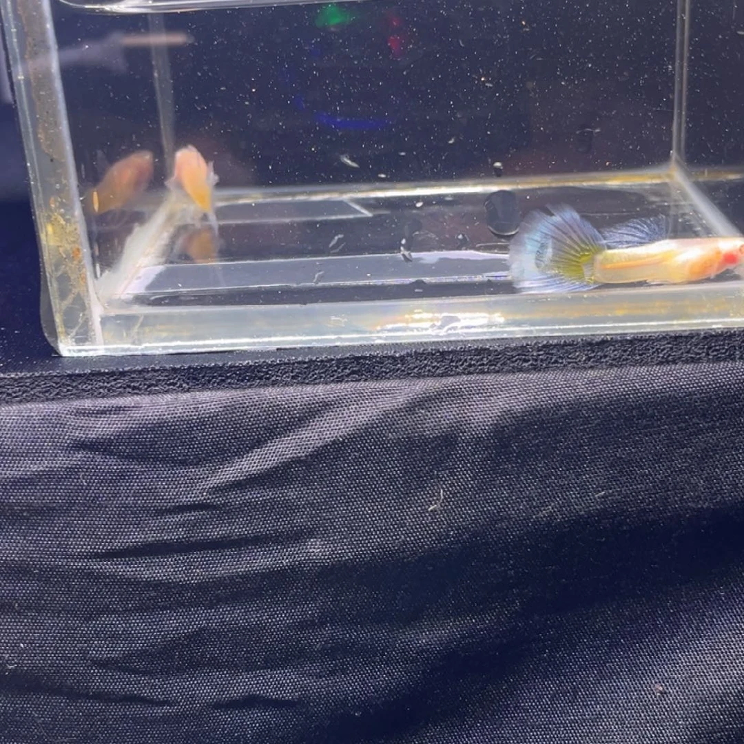 孔雀鱼孔雀鱼孔雀鱼