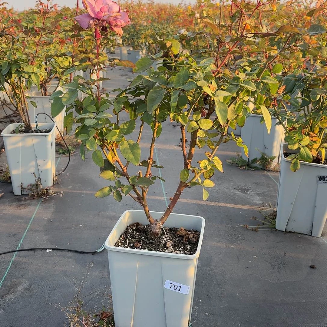 我***伟当前无花朵，栽培后可花朵701