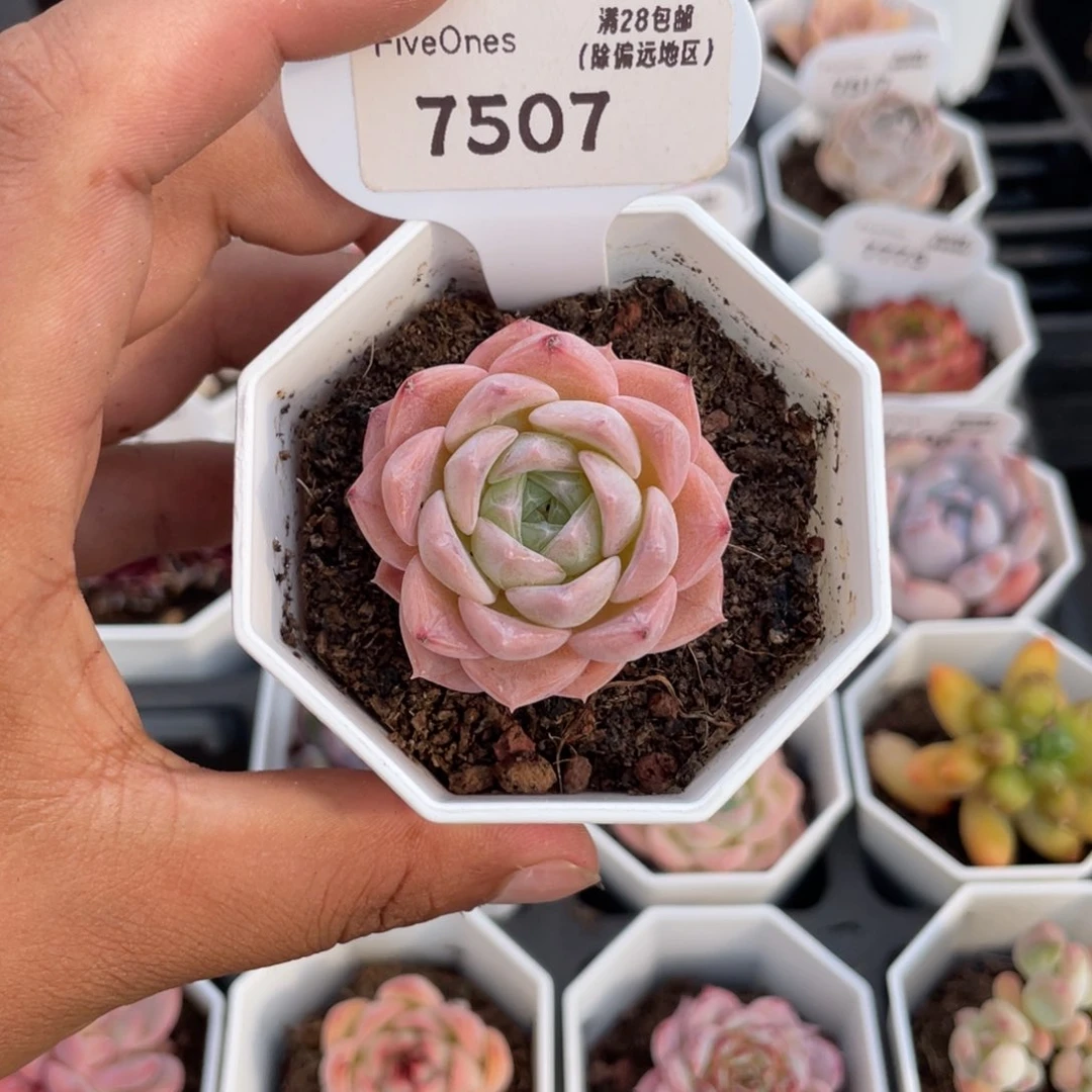 7507纯爱4.5厘米