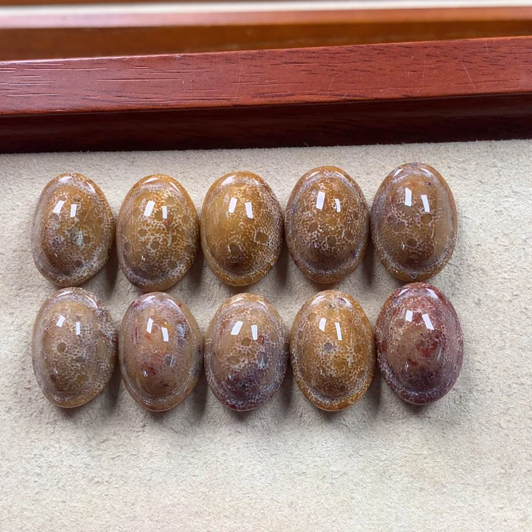未镶嵌龟背25/个，可挑。01硅化珊瑚（珊瑚玉）