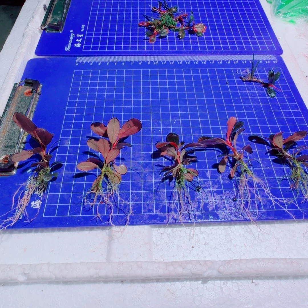 无花朵辣椒榕福利厚叶海