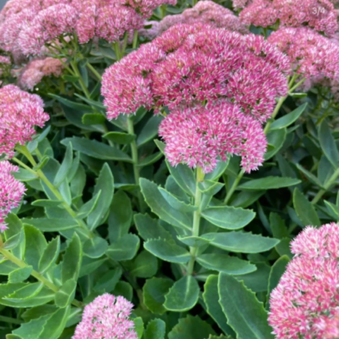 【八宝景天】（全店8盆包邮）1盆110口径耐寒多年生宿根多肉植物庭院