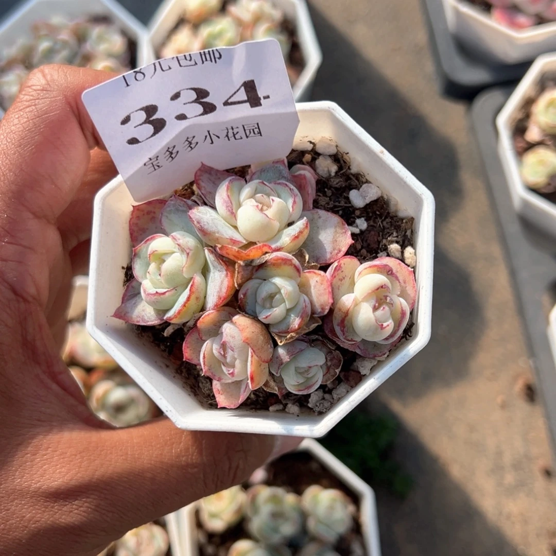 _***啊334号胖虎珍妮群一物一拍