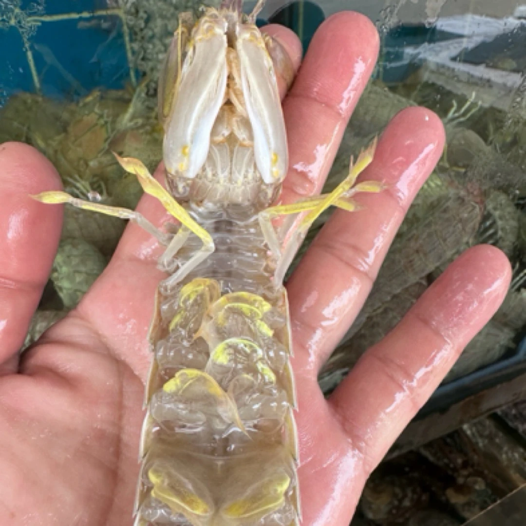 濑尿虾（中号）/皮皮虾 鲜活配送 （500g：30尾-40尾）