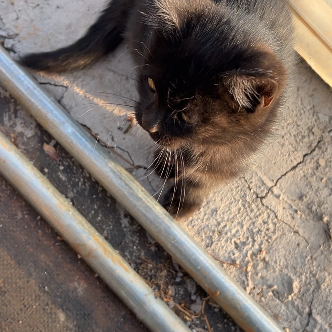 张张精品多肉猫咪