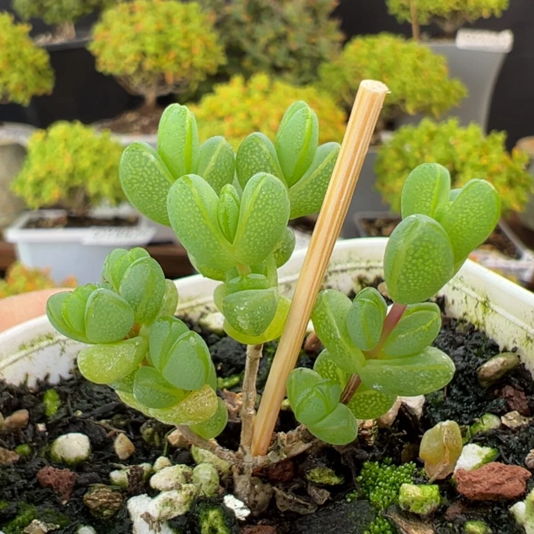 【闪购商品】dy6630小元宝冠幅3cm