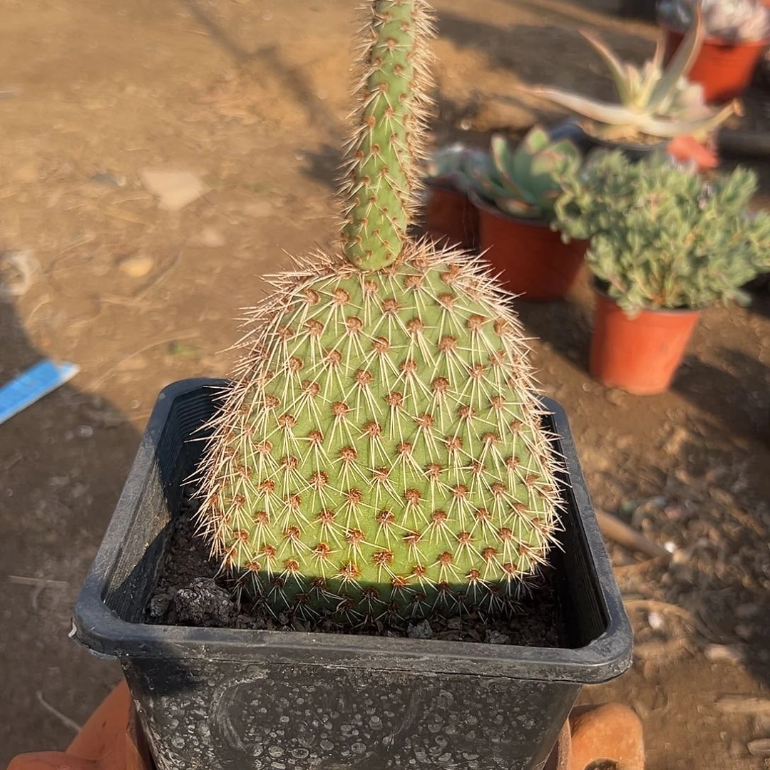 多肉植物野狐仙人掌
