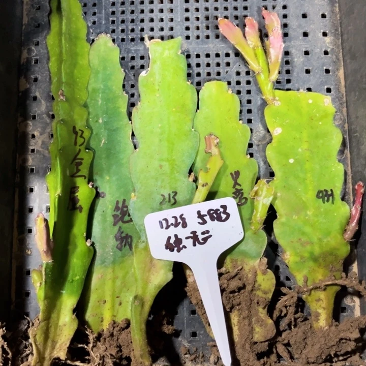 当前无花栽培后可以开花独**二5颗