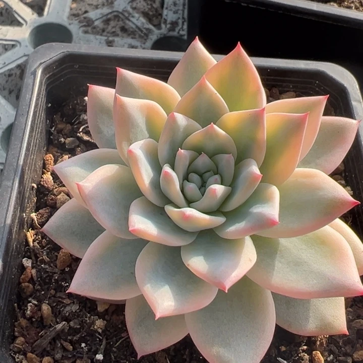 粉蓝鸟锦一物一拍锦龙