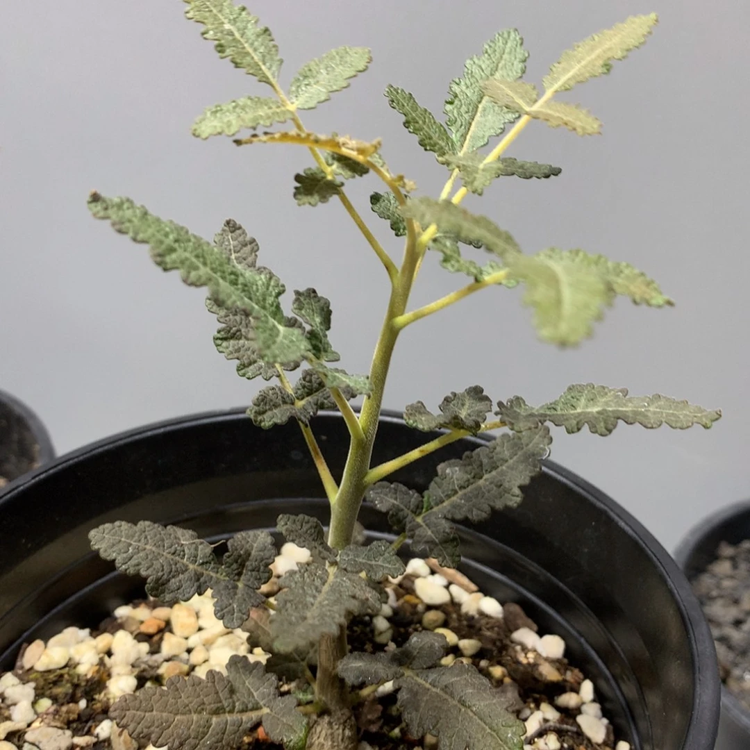 布拉塔乳香实生带盆土