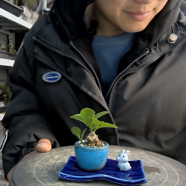 M****.小盆景小植物一物一拍191