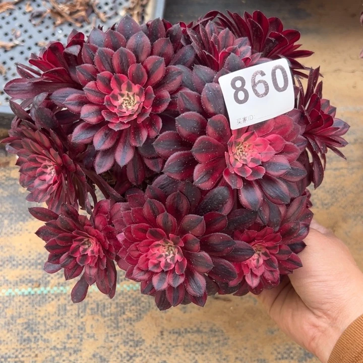 黑同白微瑕多肉植物860