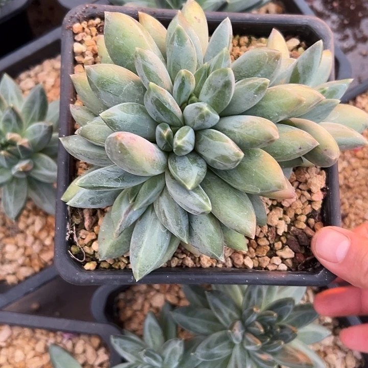 大群重楼群生多肉