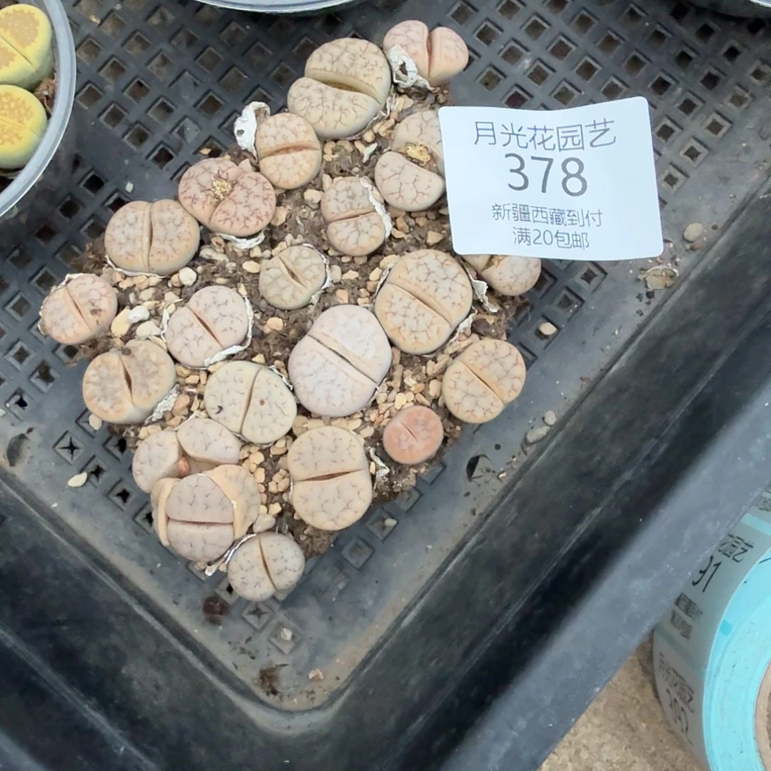 是因为她没有那么想过378哈哈