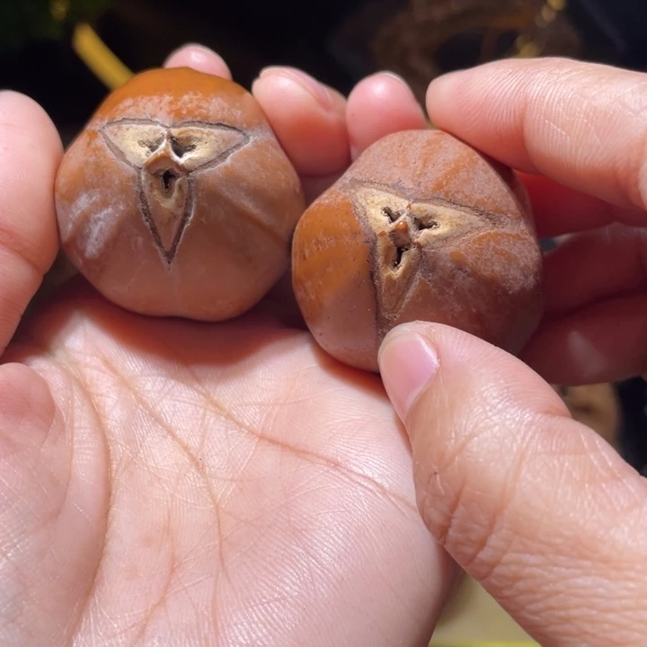 桃核把件胖橄榄核