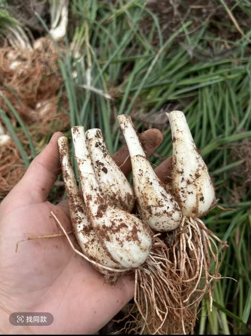 一年一季新鲜现挖自己农家种植藠头脆嫩爽口可做泡菜的精选蔬菜
