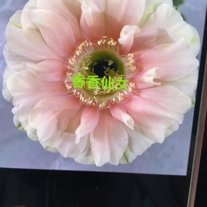 香香仙女侧芽3.5公分左右