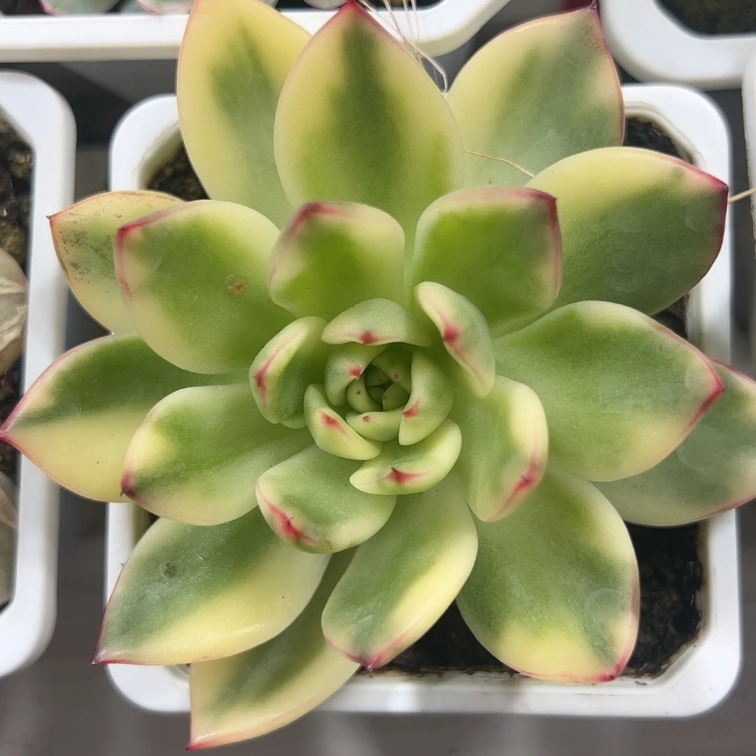 阿施娜锦多肉植物