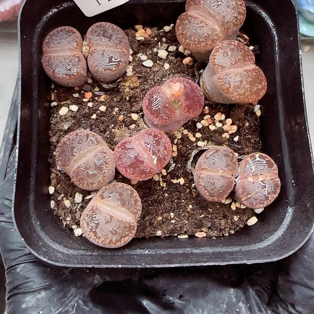 生石花满18包邮1110-193