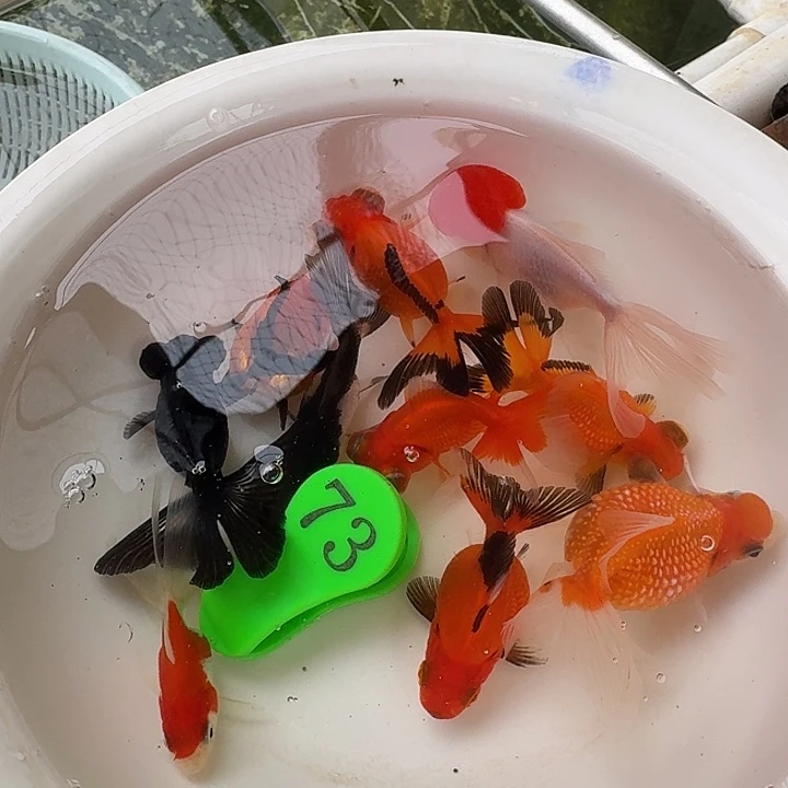 金鱼包邮包活到家