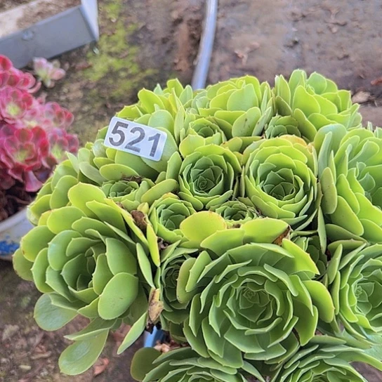 蓝***天多肉植物一个绿玫瑰