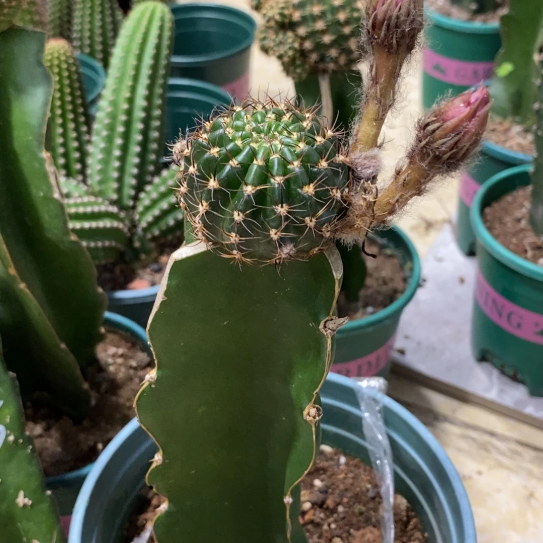 新品丽花L40母本带花苞