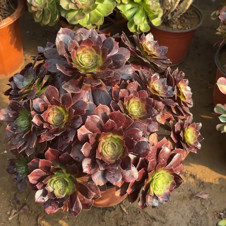 多肉植物赤焰莲56