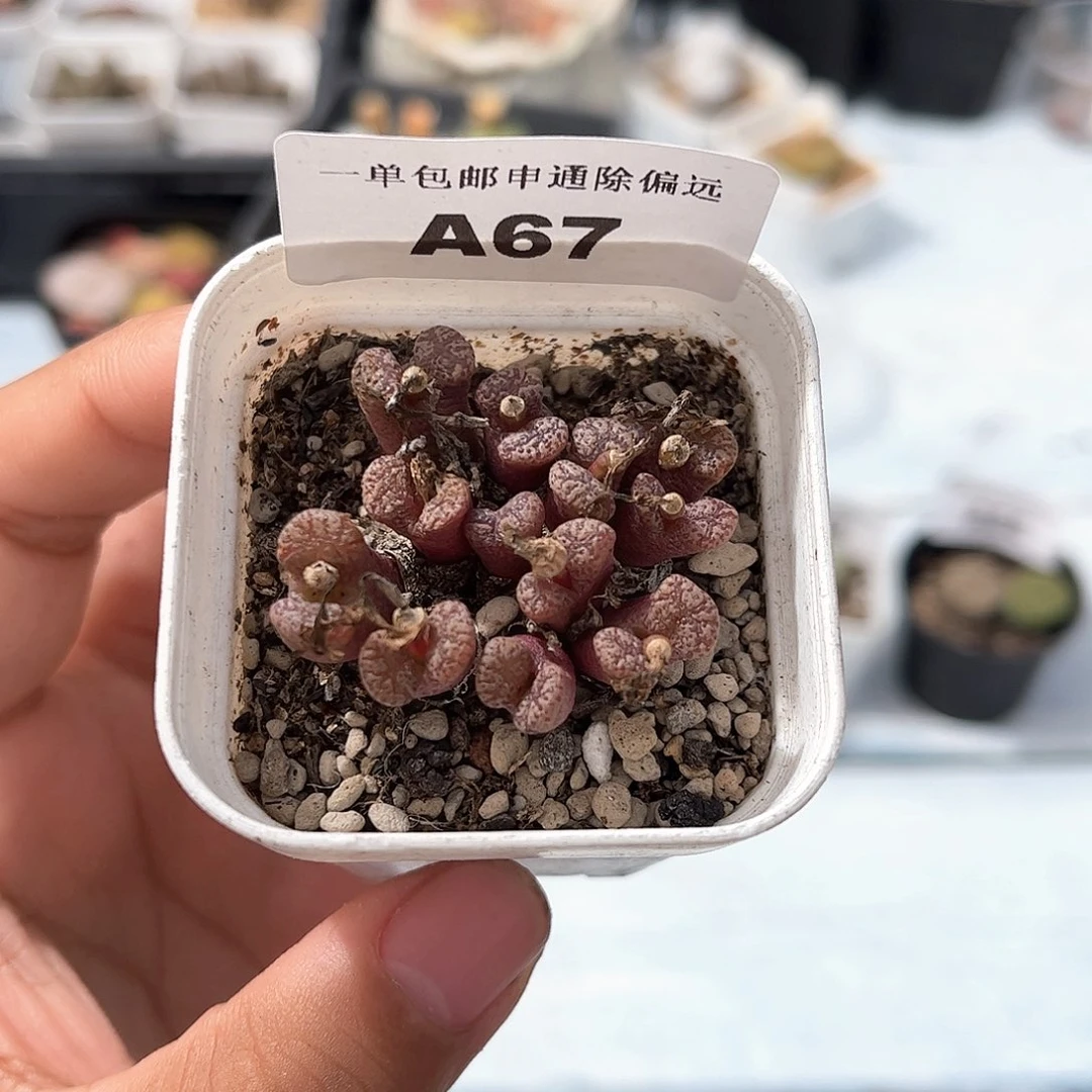 1026–番杏福利a67