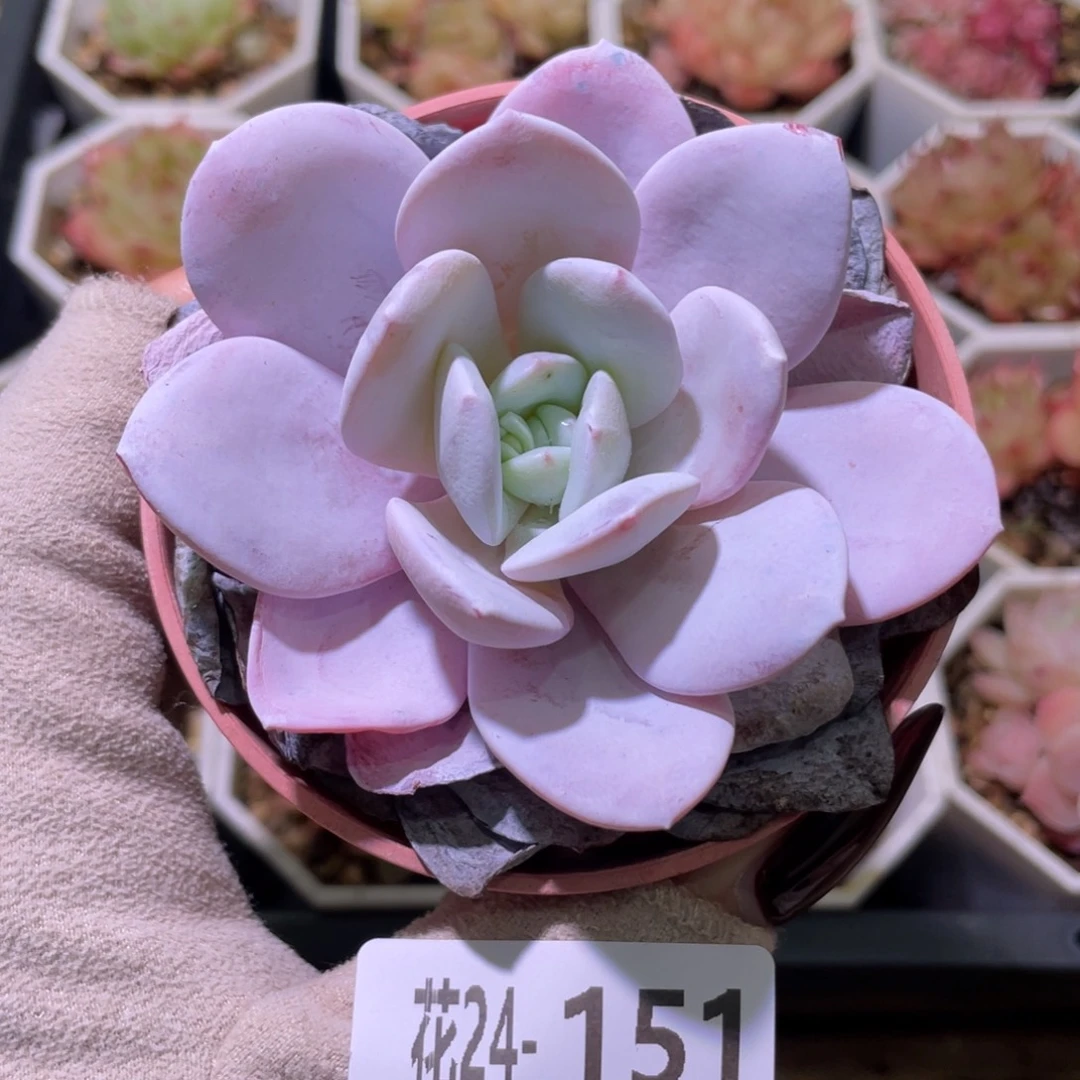 花利美24-151粉雪莲